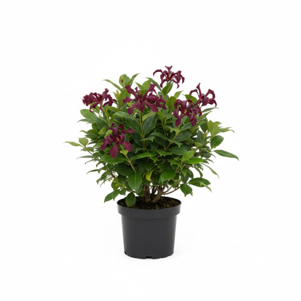 Kryddbuske – Calycanthus raulstonii &