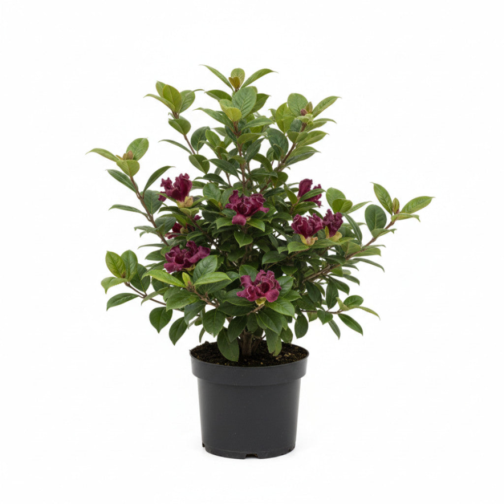 Kinesisk kryddbuske – Calycanthus raulstonii &