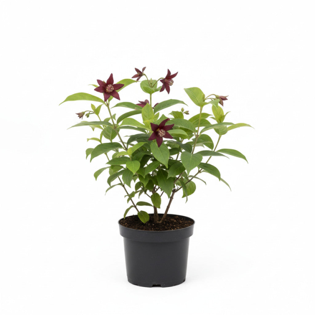 Kryddbuske – Calycanthus &