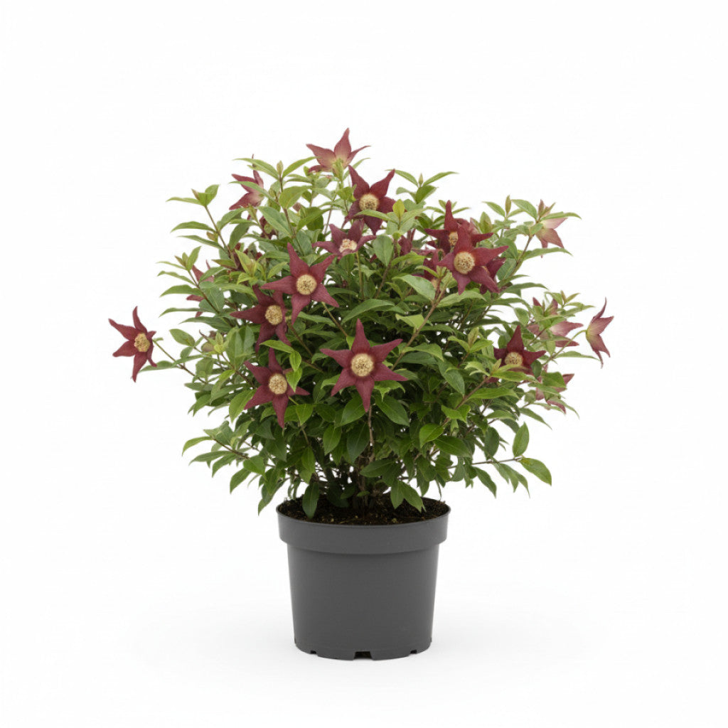 Kryddbuske – Calycanthus &