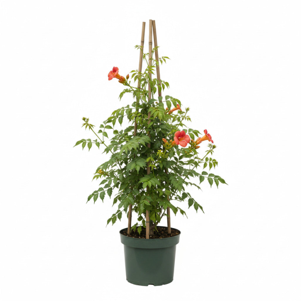 Trumpetranka – Campsis grandiflora - C2 50-60 CM 3 Stick