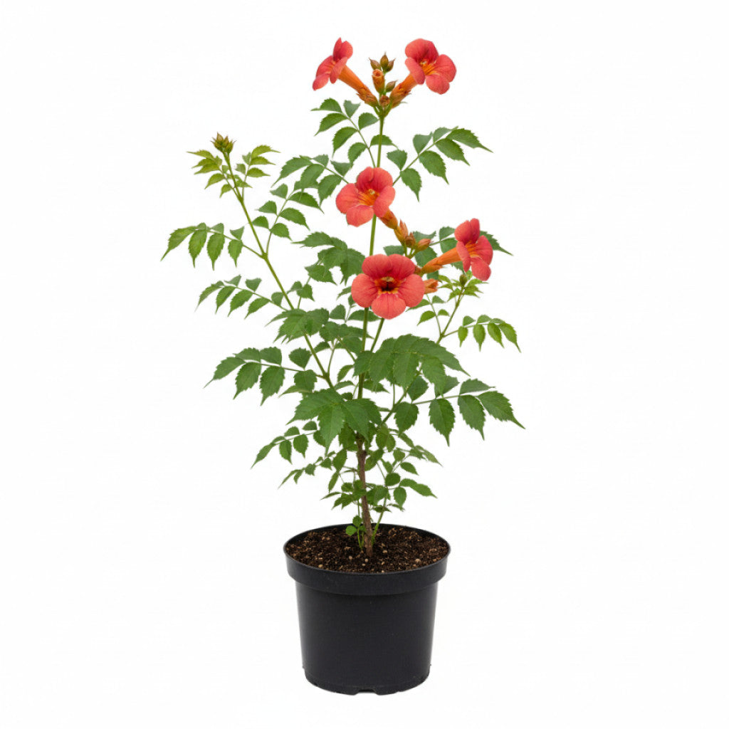 Trumpetranka – Campsis radicans - C2 70/+ CM