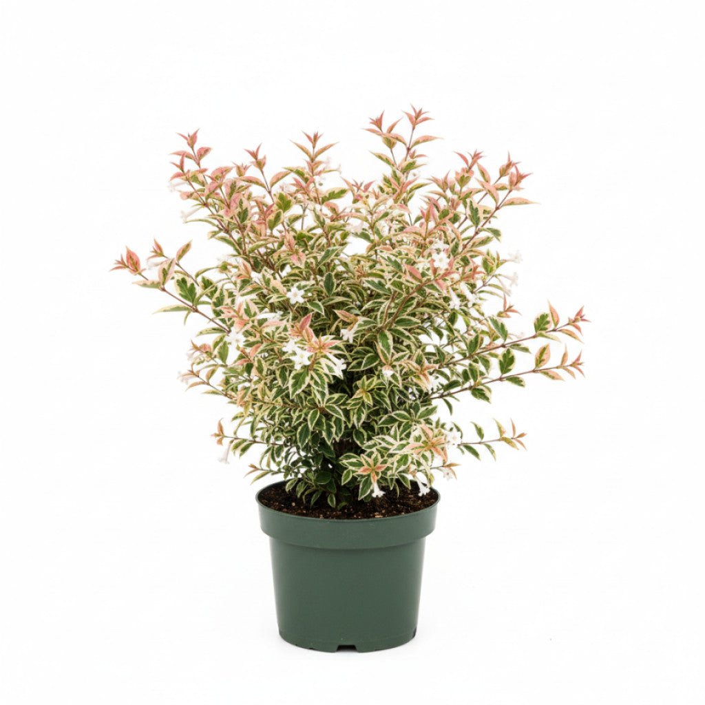 Storablia – Abelia grandifl. &