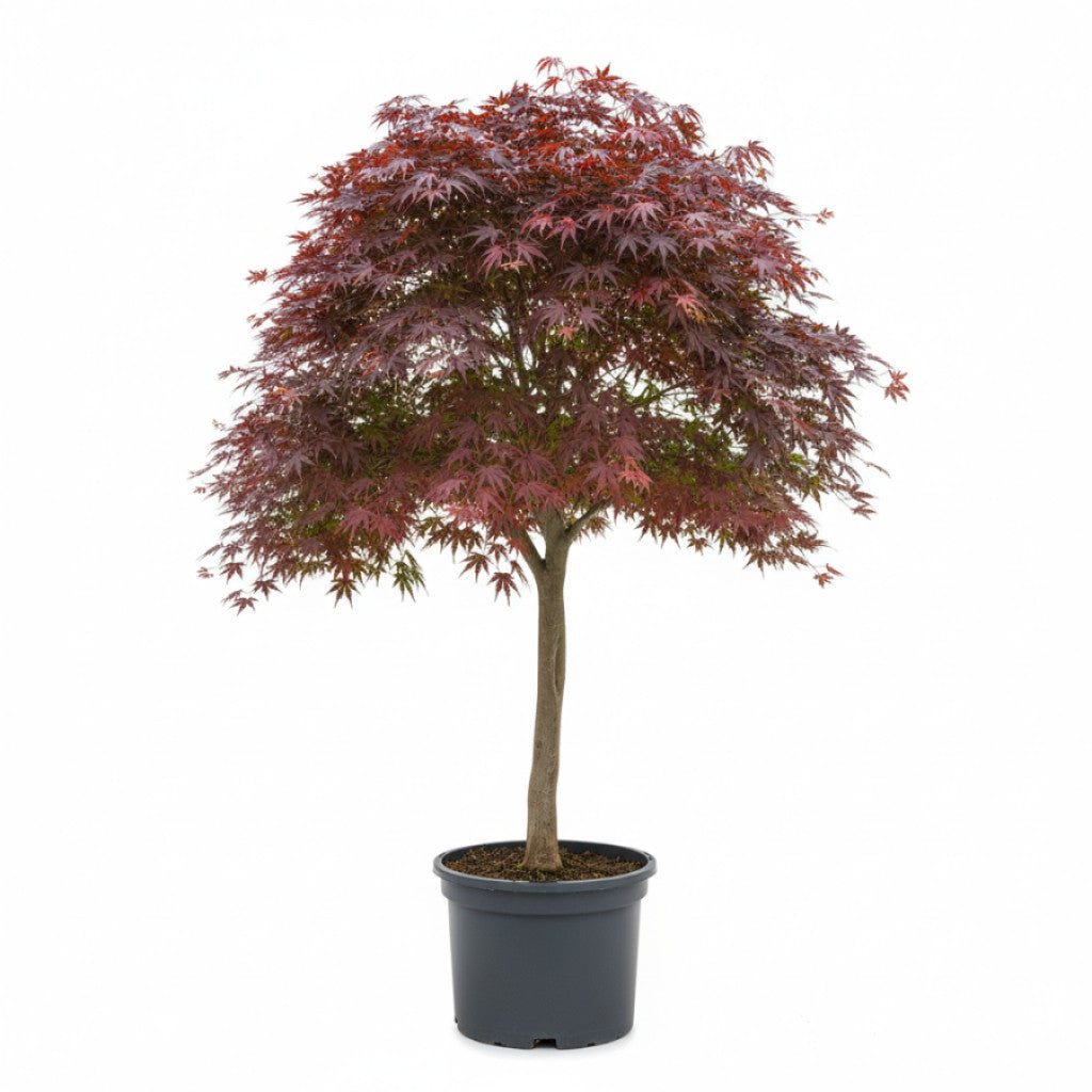 Japansk lönn – Acer palmatum - C15 200-225 CM