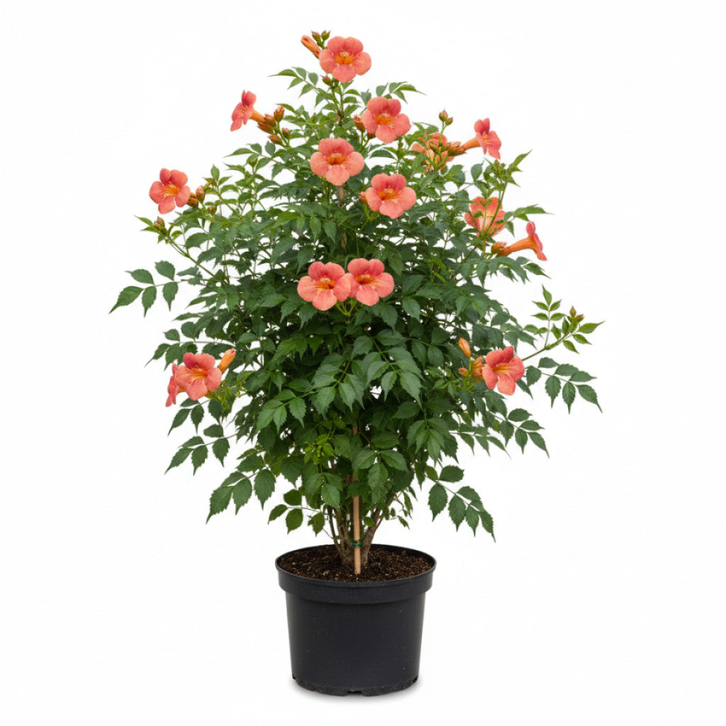 Trumpetranka – Campsis tagliabuana &