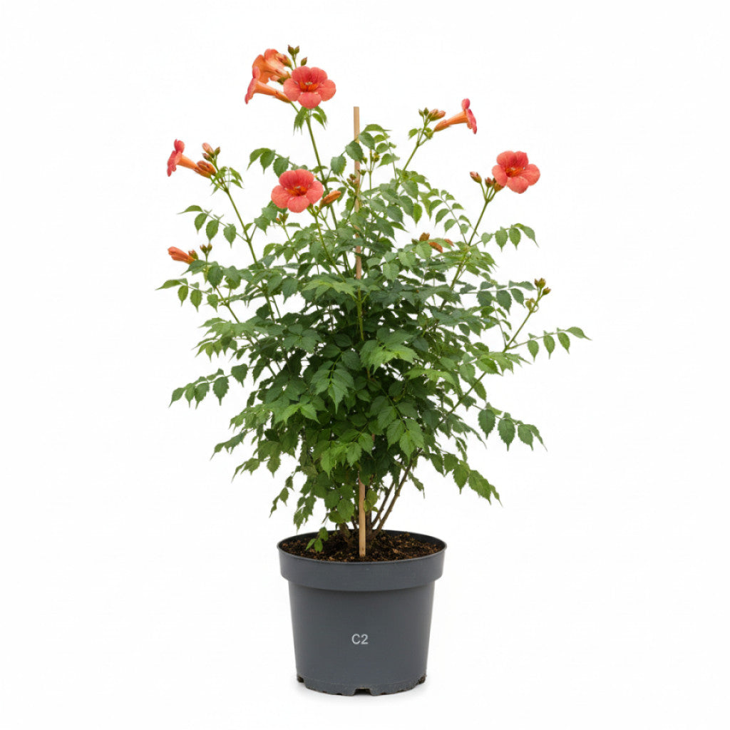 Trumpetranka – Campsis tagliabuana &