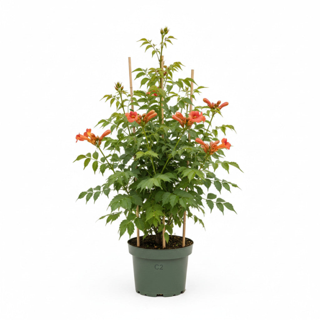 Trumpetranka – Campsis tagliabuana &