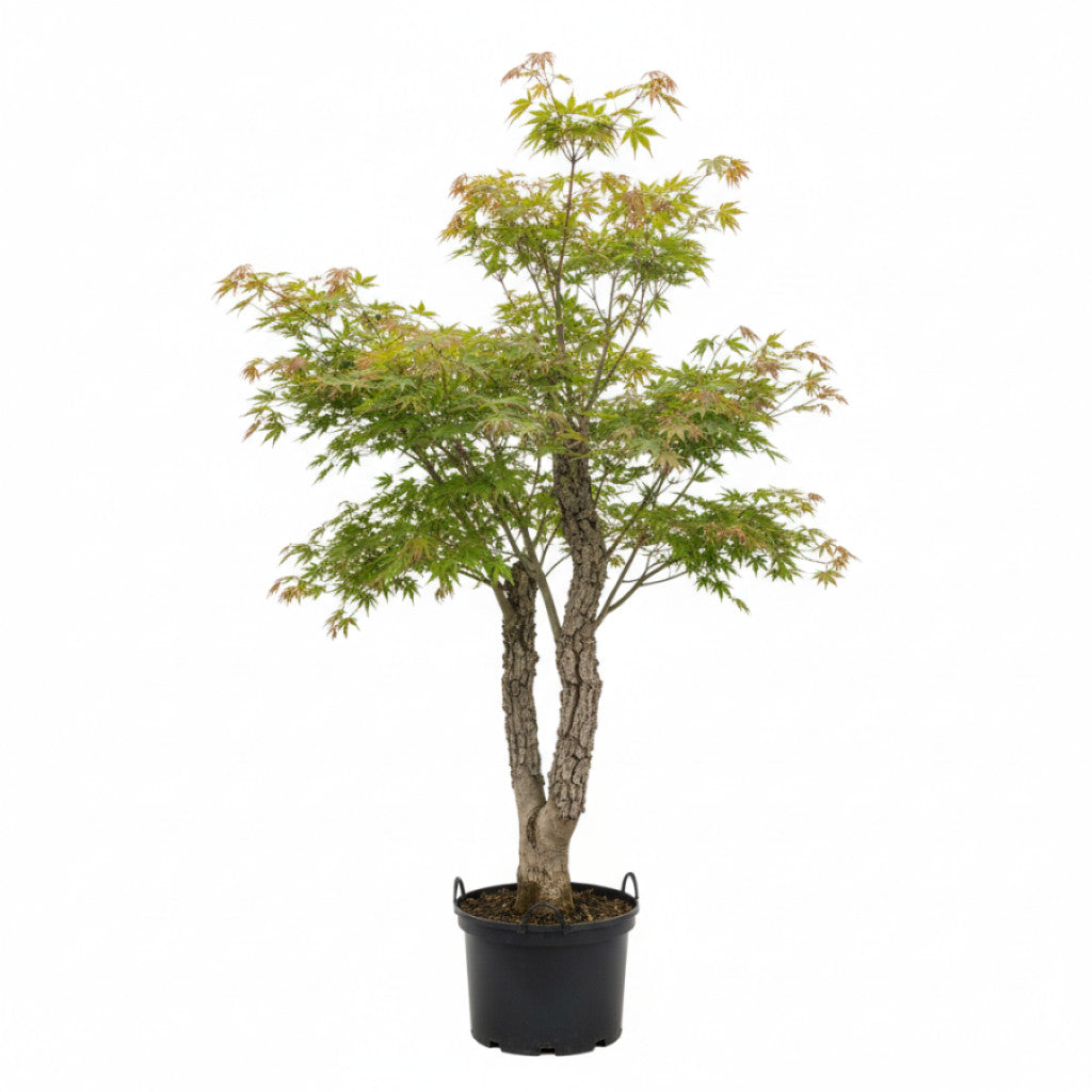 Japansk lönn – Acer pal. &
