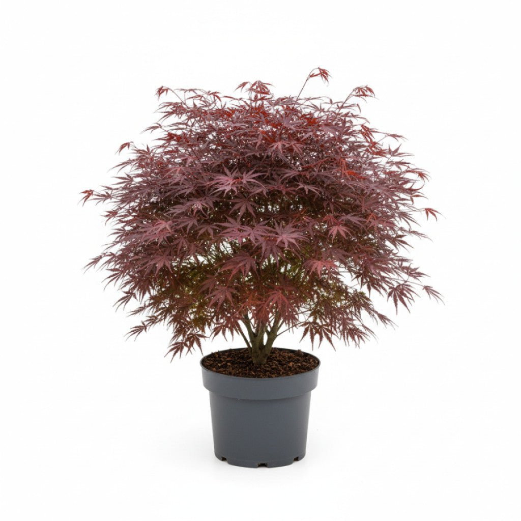 Japansk lönn – Acer pal. &