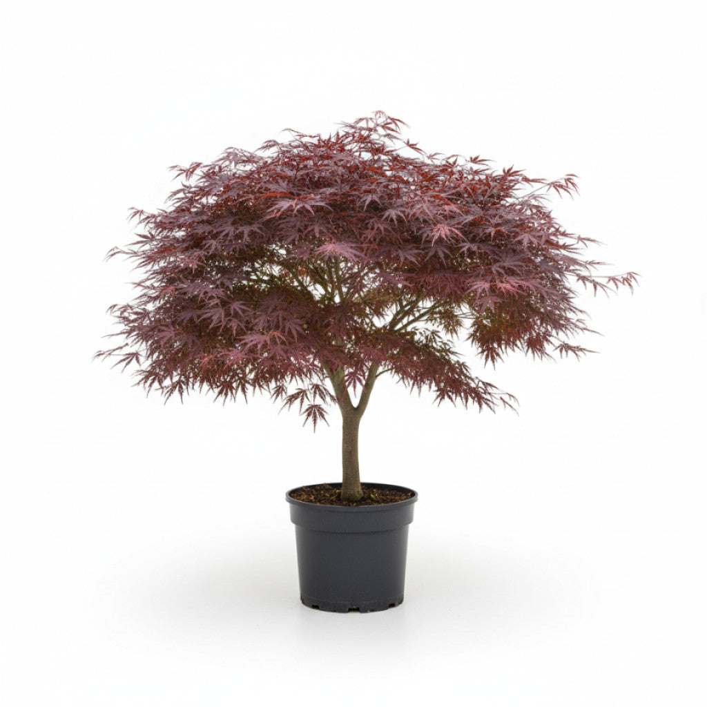 Japansk lönn – Acer pal. &