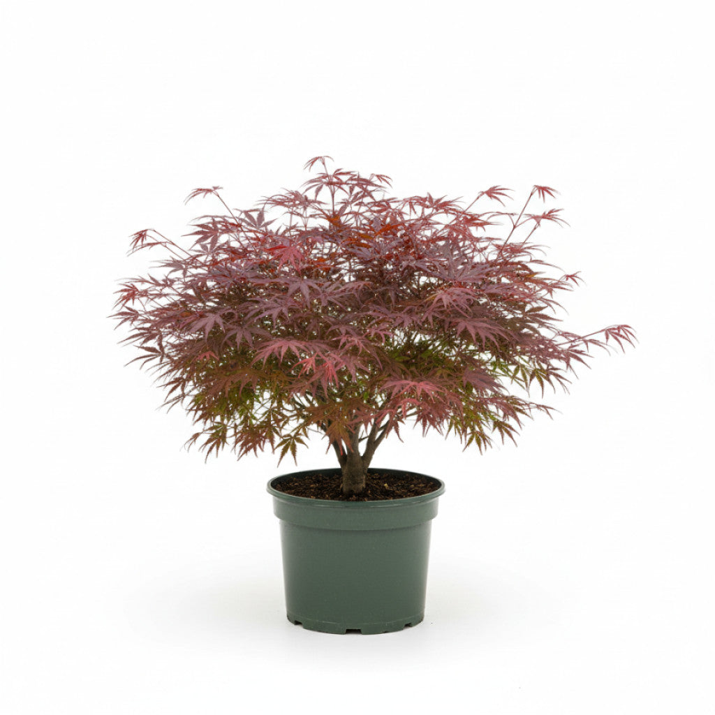 Japansk lönn – Acer pal. &