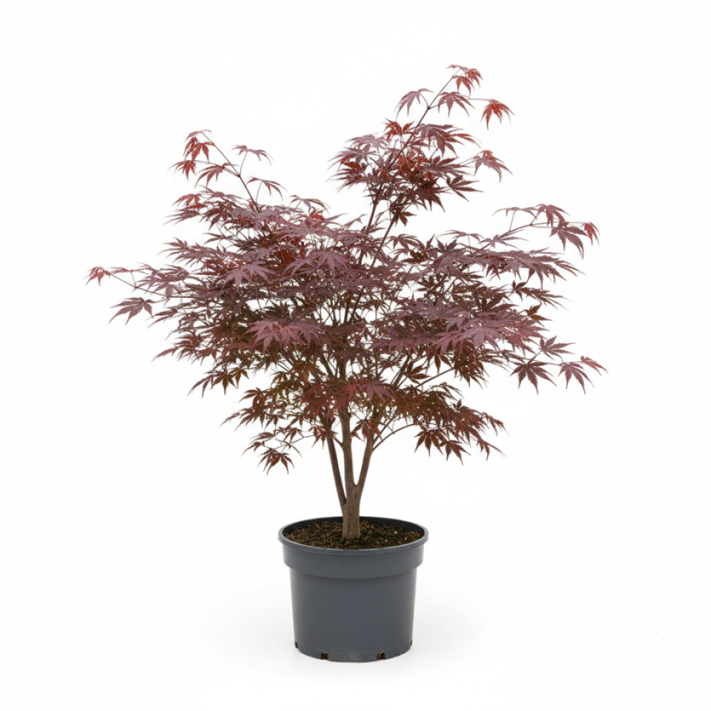 Japansk lönn – Acer pal. &