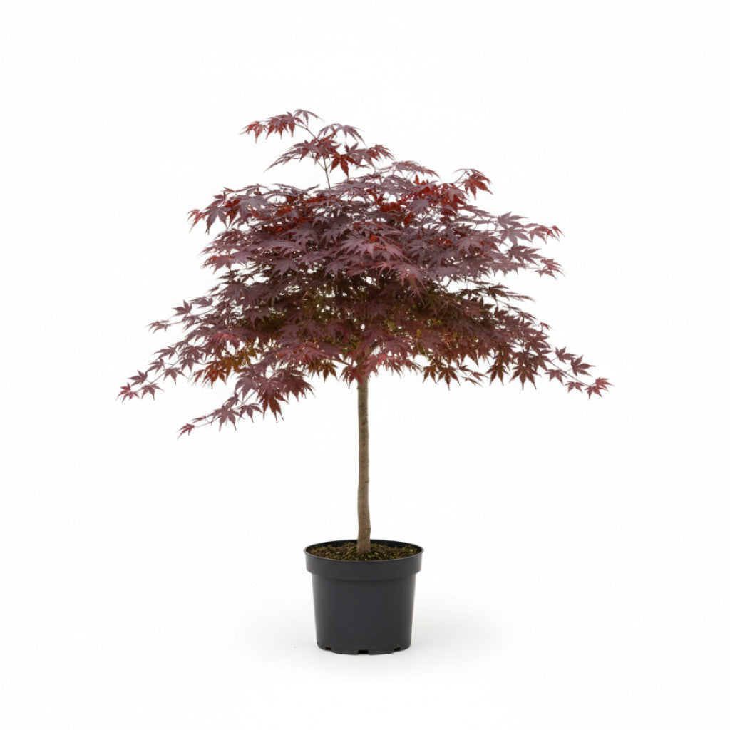 Japansk lönn – Acer pal. &