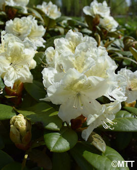 Japanrododendron &