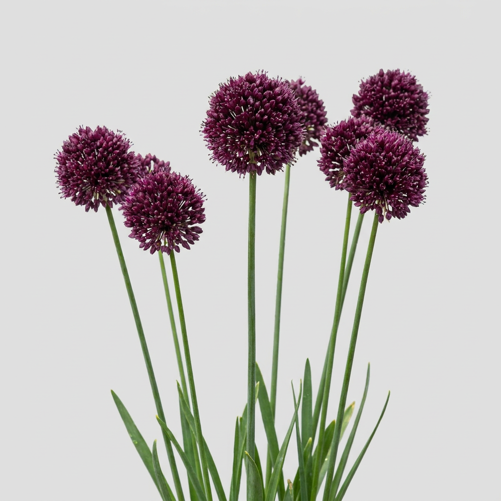 Allium Atropurpureum 5-pack