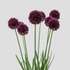 Allium Atropurpureum 5-pack