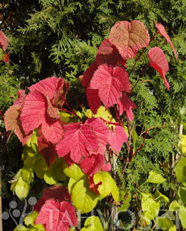Amurvin Vitis amurensis, 2 liters kruka