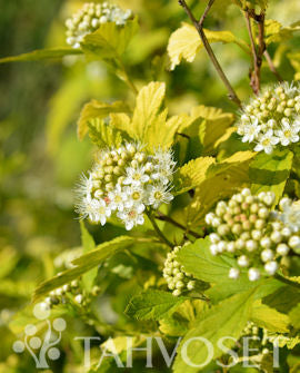 Smällspirea ANGEL GOLD® &