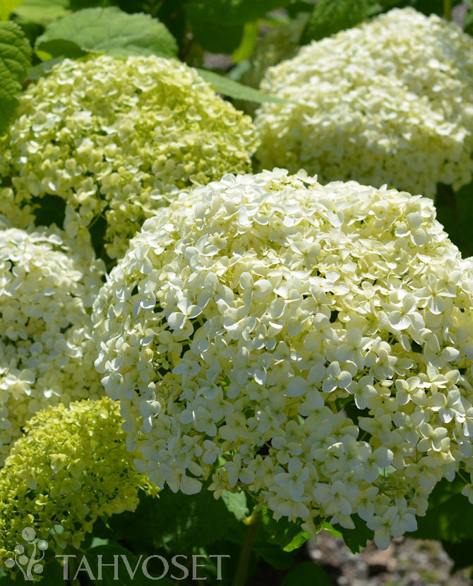 Vidjehortensia &
