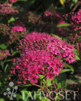 Praktspirea &