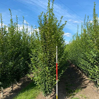 Pyramidavenbok - Carpinus betulus 'Fastigiata'  - Stammens omkrets 14-16 cm, höjd 3,5-4 meter,  GEV