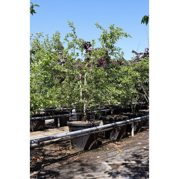 Nyssa - Nyssa sylvatica 200-250 MS CONT