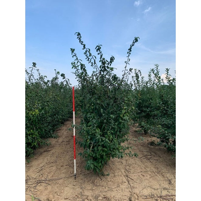 Mispel - Mespilus germanica 200-250 MS