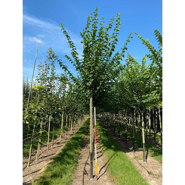 Alm - Ulmus LUTECE 12-14 HS, COCO