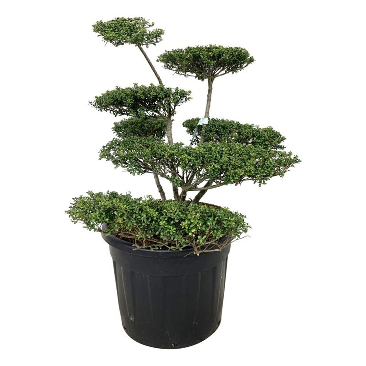 Ilex crenata &