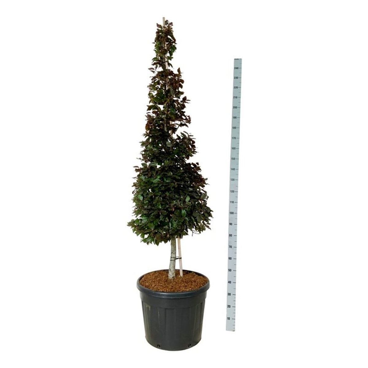 Fagus syl. &