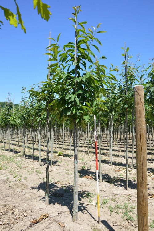 Äkta kastanj - Castanea sativa  - Stammens omkrets 14-16 cm, höjd 3,5-4 meter,   HS,