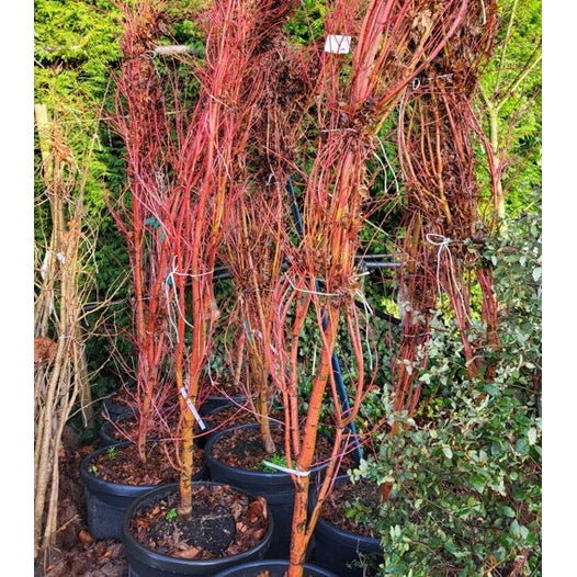 Japansk lönn - Acer palmatum 'Sangokaku' 175-200 MS COCO