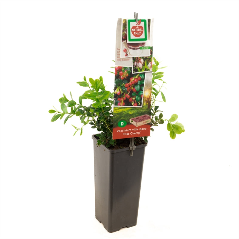 Vaccinium vitis-idaea &