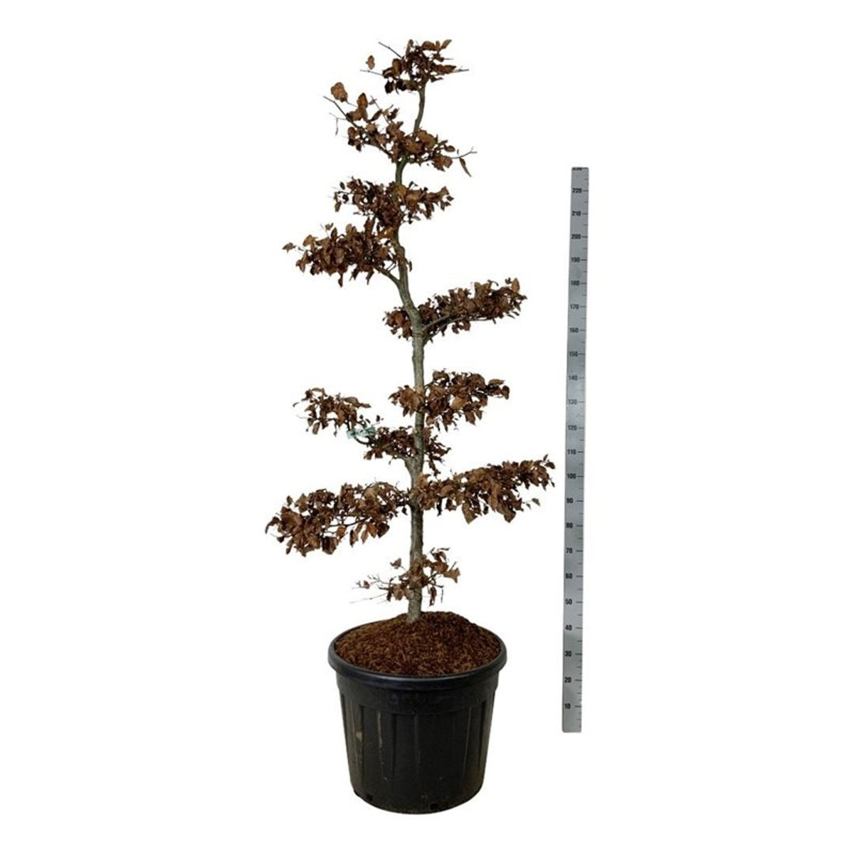 Fagus sylvatica Bonsai 175-200 cm C90 (90 liters kruka)