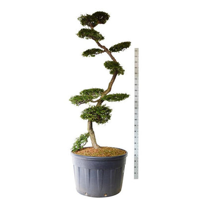 Nothofagus antarctica Bonsai 200-225 cm C230 (230 liters kruka)