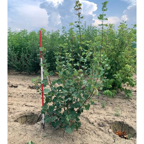 Italiensk lönn - Acer opalus 200-250 MS