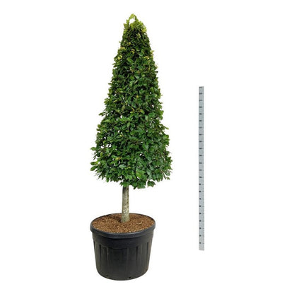 Fagus sylvatica Kägla på stam 200-225 cm C180