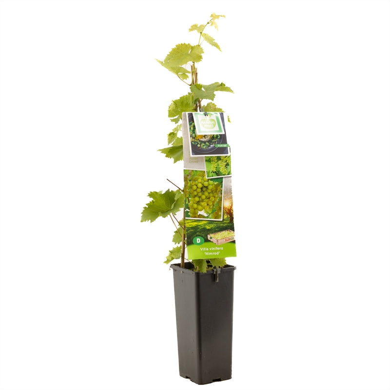 Vitis &