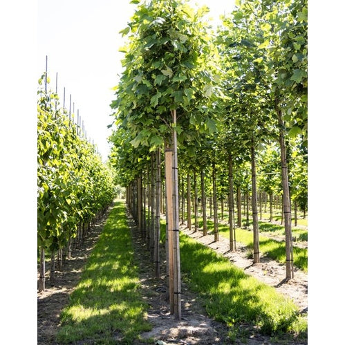 Tulpanträd - Liriodendron tulipifera 12-14  HS,