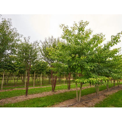 Pagodkornell - Cornus controversa 400-450 MS COCO