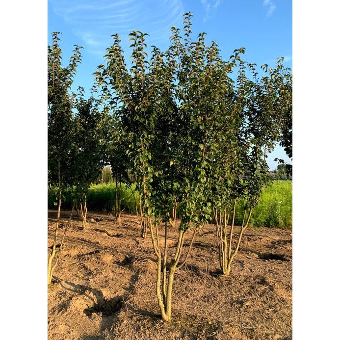 Prydnadskörsbär - Prunus &