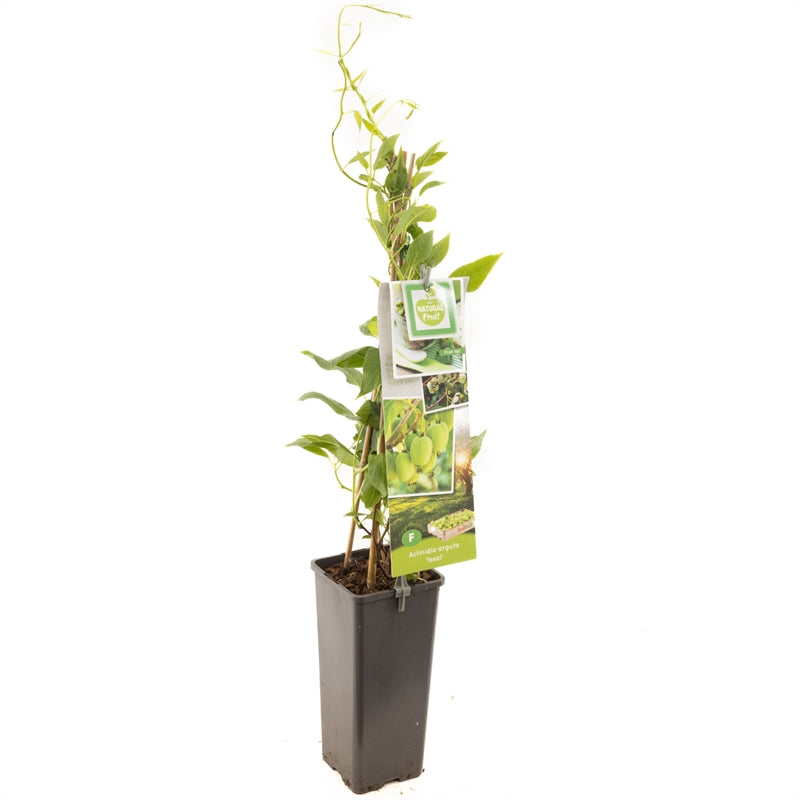 Actinidia arguta &