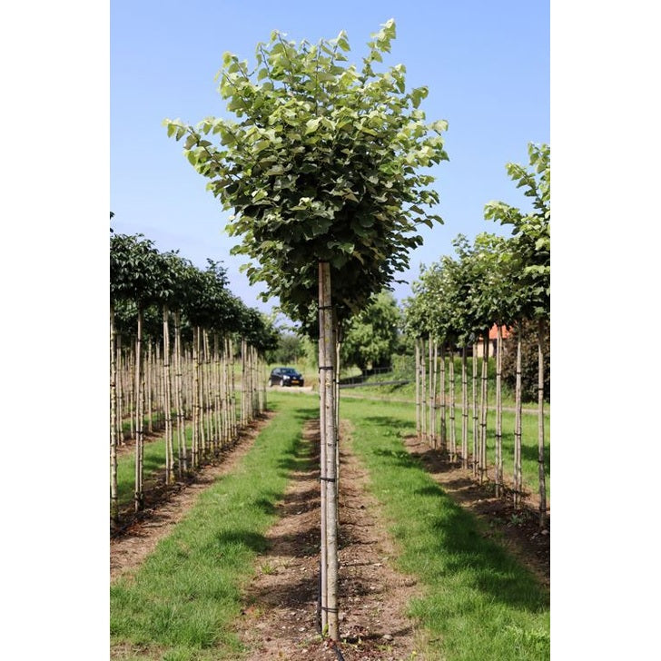 Silverlind - Tilia tomentosa 'Silver Globe'  - Stammens omkrets 14-16 cm, höjd 3,5-4 meter,  HS,