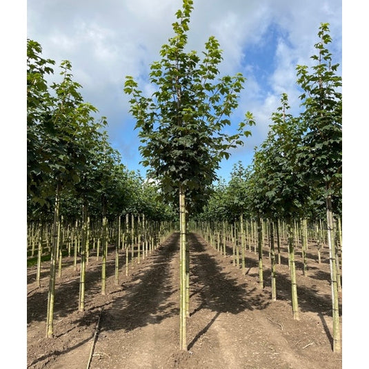 Tysklönn - Acer pseudoplatanus 'Bruchem'  - Stammens omkrets 18-20 cm, höjd 4 +/- meter,   HS,