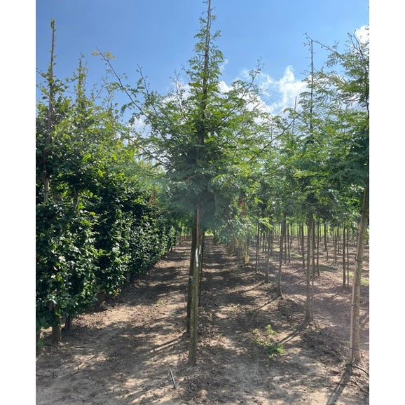 Korstörne - Gleditsia triacanthos 'Sunburst'  - Stammens omkrets 16-18 cm, höjd 3,5-4 meter,   HS,