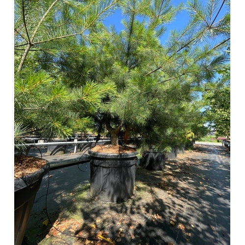 Weymouthtall - Pinus strobus 200-250 MS CONT