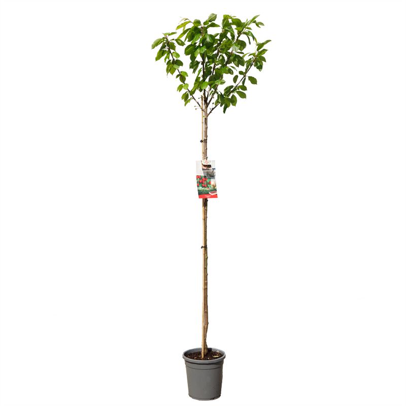 Prunus avium &