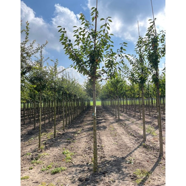 Sötkörsbär - Prunus avium  - Stammens omkrets 16-18 cm, höjd 3,5-4 meter,  HS,