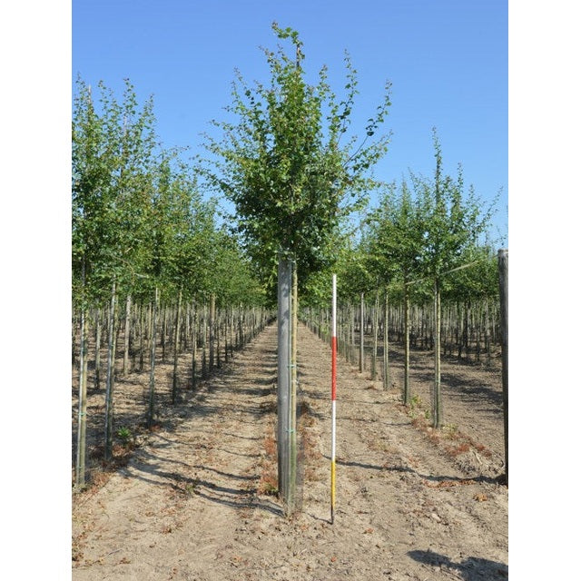 Rosenhagtorn - Crataegus media 'Paul's Scarlet'  - Stammens omkrets 14-16 cm, höjd 3,5-4 meter,   HS,