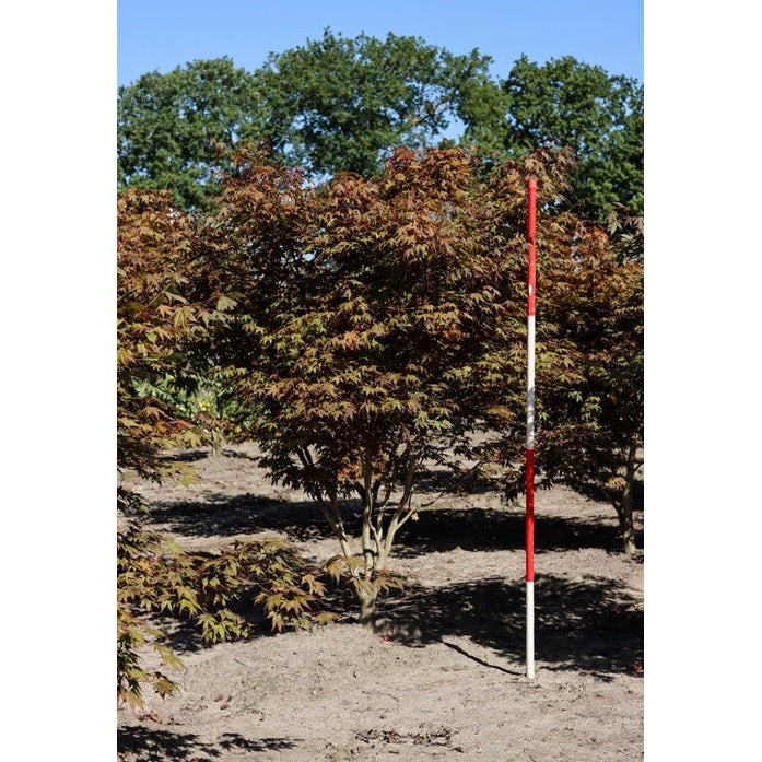 Japansk lönn - Acer palmatum 'Atropurpureum' 200-250 MS COCO